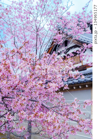 京都　出町柳の長徳寺のおかめ桜 134965177