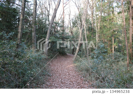 森林公園 森林公園 134965238