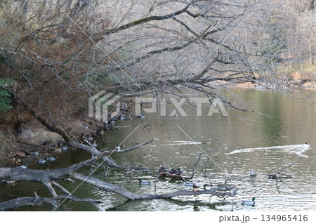 水鳥 水鳥 134965416