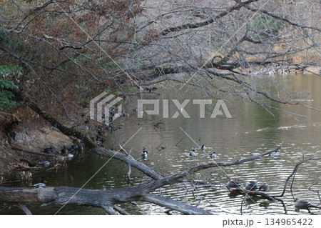 水鳥 水鳥 134965422
