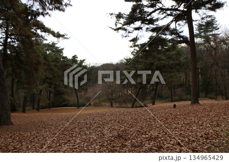 落ち葉 134965429