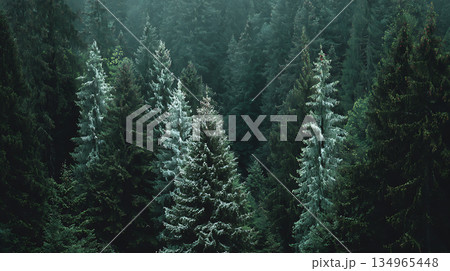 冬の森、針葉樹、木々、風景 冬の森、針葉樹、木々、風景 134965448