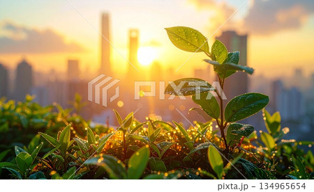 日の出の瞬間の高層ビルの屋上で揺れる庭園の植物のクローズアップ 134965654