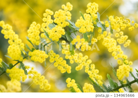 満開のミモザ 134965666