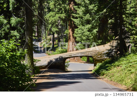 Tunnel Log Sequoia National Park Road and Giant Fallen Sequoia Tree in Sunlight Tunnel Log Sequoia National Park Road and Giant Fallen Sequoia Tree in Sunlight 134965731