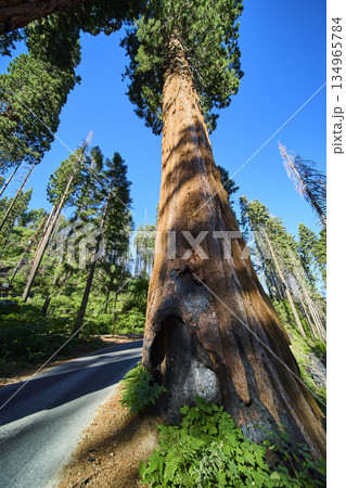 Giant Sequoia Tree Towering Beside Road in Lush Forest Sequoia National Park 134965784