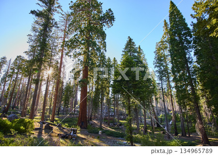 Sequoia Trees Sunburst and Lush Forest Floor in Bright California Wilderness 134965789
