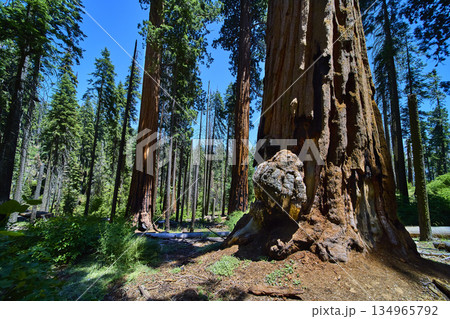 Giant Sequoia Trees With Large Burl In Lush Forest Sequoia National Park 134965792