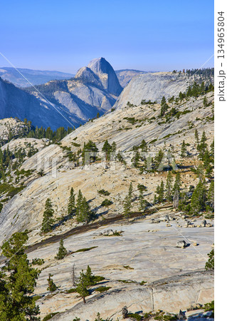 Half Dome Granite Slopes and Pine Trees at Olmsted Point Yosemite National Park Half Dome Granite Slopes and Pine Trees at Olmsted Point Yosemite National Park 134965804