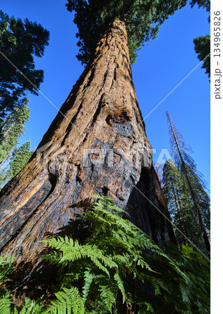 Giant Sequoia Tree Towering Trunk and Lush Ferns in Sunlit Forest Giant Sequoia Tree Towering Trunk and Lush Ferns in Sunlit Forest 134965826