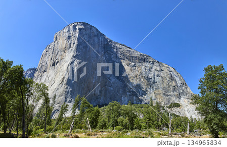 El Capitan Granite Cliff and Forest Panorama in Yosemite National Park California 134965834
