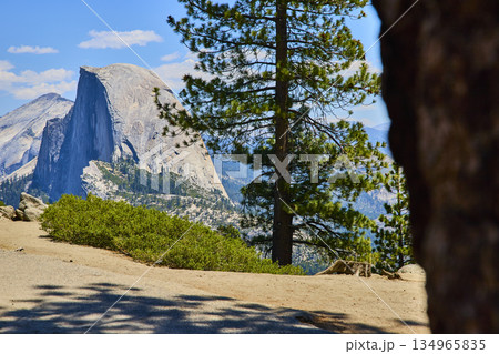 Half Dome and Pine Tree Framed by Glacier Point Landscape in Yosemite National Park 134965835