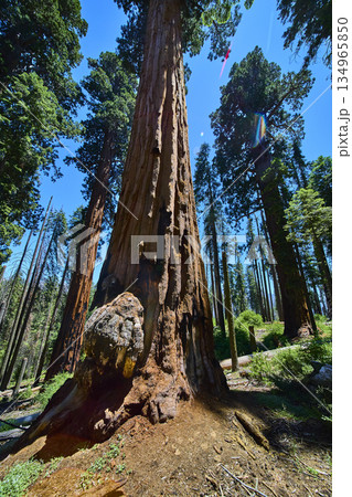 Giant Sequoia Tree with Large Burl and Sunlit Forest Canopy California 134965850