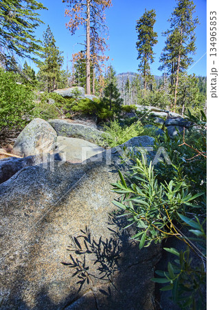 Granite Boulders Sunlit Greenery and Tall Pines in Mountain Forest Setting Granite Boulders Sunlit Greenery and Tall Pines in Mountain Forest Setting 134965853