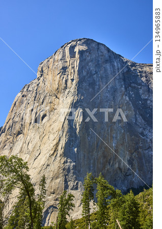 El Capitan Granite Cliff and Pine Forest Under Clear Blue Sky in Yosemite National Park El Capitan Granite Cliff and Pine Forest Under Clear Blue Sky in Yosemite National Park 134965883