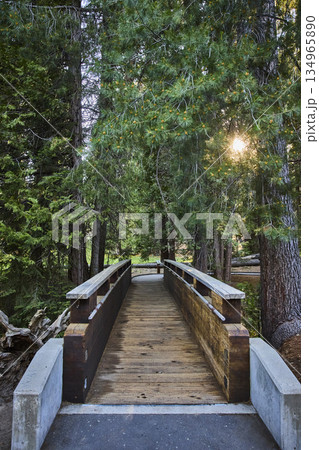 Wooden Bridge Sunburst and Sequoia Trees on Forest Trail California 134965890