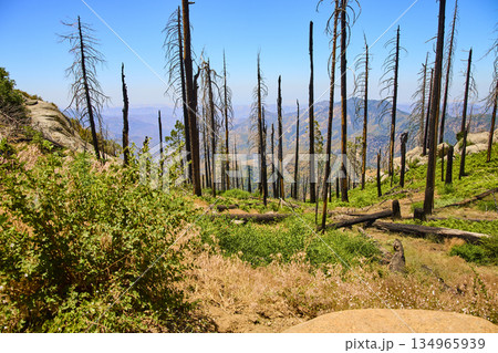 Sequoia National Park Forest Fire Aftermath with Burned Trees and Mountain Landscape 134965939