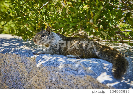 Marmot Resting on Granite Rock Beneath Green Foliage in Bright Sunlight Marmot Resting on Granite Rock Beneath Green Foliage in Bright Sunlight 134965953