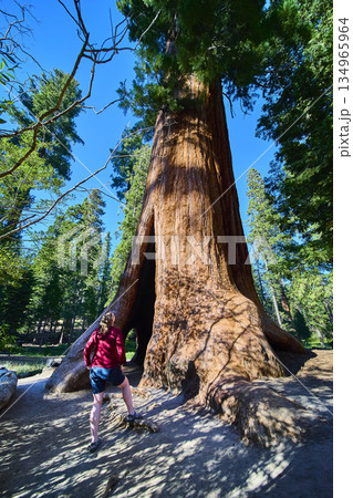 Giant Sequoia Tree Female Hiker and Sunlit Forest Trail California 134965964