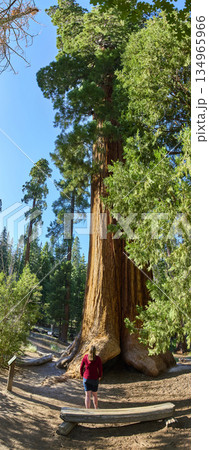 Giant Sequoia Tree Trail of 100 Giants Forest Visitor Nature Adventure Giant Sequoia Tree Trail of 100 Giants Forest Visitor Nature Adventure 134965966