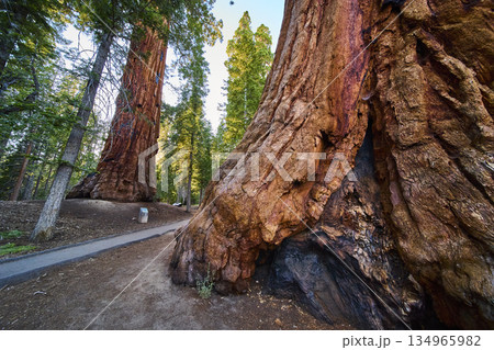 Giant Sequoia Trees Trail of 100 Giants Pathway and Forest Detail Giant Sequoia Trees Trail of 100 Giants Pathway and Forest Detail 134965982