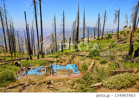 Sequoia National Park Burned Forest Fire Aftermath and Regrowth California Sequoia National Park Burned Forest Fire Aftermath and Regrowth California 134965983