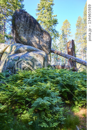 Granite Boulders Lush Ferns and Pine Trees in Bright Sunlight Forest Yosemite 134965989