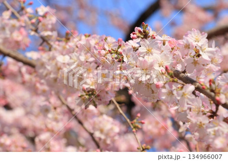 満開の桜 日本の春 満開の桜 日本の春 134966007