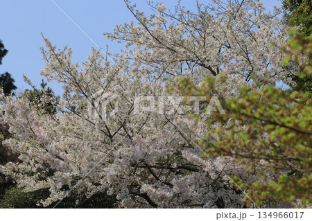 満開の桜 日本の春 満開の桜 日本の春 134966017