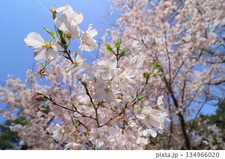 春の訪れを告げる満開の桜 日本の春 春の訪れを告げる満開の桜 日本の春 134966020