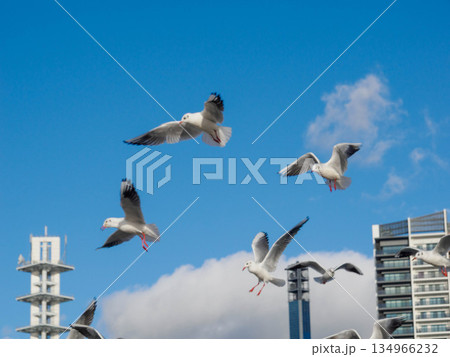 冬の神戸メリケンパークに集まるかもめ 冬の神戸メリケンパークに集まるかもめ 134966232