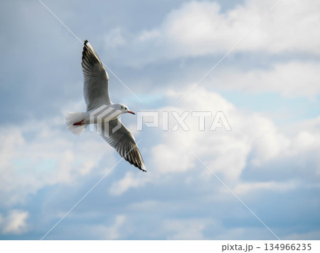 冬の神戸メリケンパークに集まるかもめ 134966235