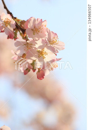 満開の桜 ふんわりの桜 満開の桜 ふんわりの桜 134966507