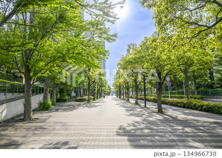 川崎市の都市風景　向河原駅 134966730