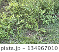 草 芝生 芝 134967010