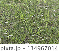草 芝生 芝 134967014