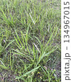 草 芝生 芝 134967015