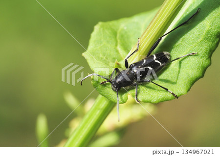 トラカミキリの一種 134967021