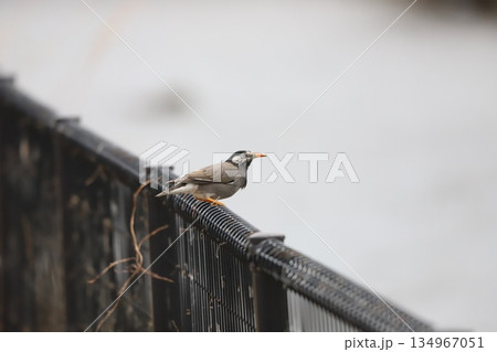 柵にとまって休んでいるムクドリ 134967051