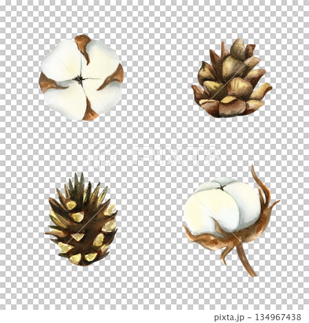Spruce branch. Evergreen pine branch. Watercolor clip art illustration isolated from background. Hand drawn painted fir tree twig, coniferous plant, needles for Christmas or winter decoration, design 134967438