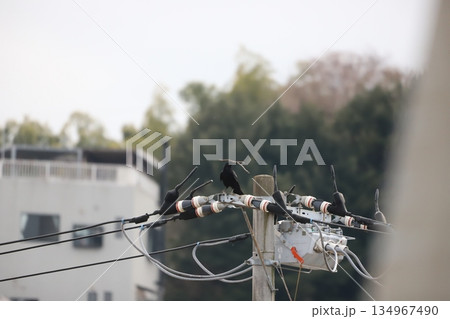 巣作り中の枝を銜えているカラス 巣作り中の枝を銜えているカラス 134967490