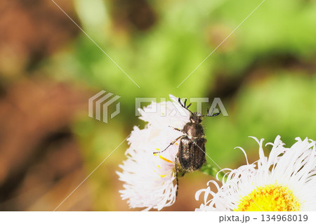 ハルジオンの花に止まるヒゲブトハナムグリ(オス) ハルジオンの花に止まるヒゲブトハナムグリ(オス) 134968019