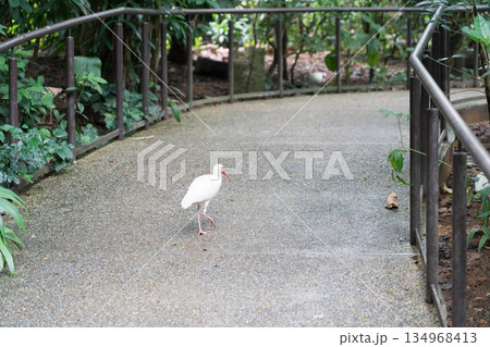 River Wondersのシロトキ 134968413