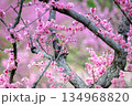 ピンク色の梅の花が咲いています 134968820