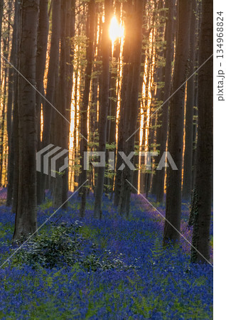Sunrise illuminating bluebells Sunrise illuminating bluebells 134968824