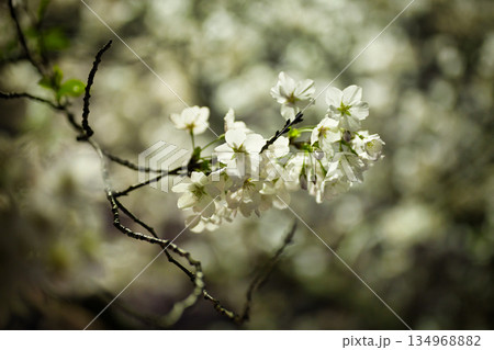 柔らかな光に包まれた桜の花と枝　春の自然背景 134968882