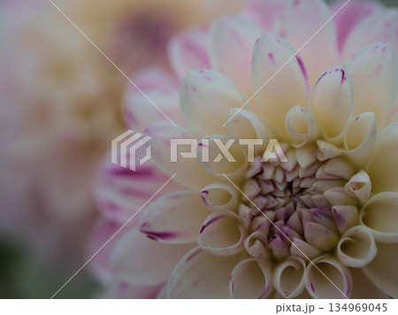 10月に咲いたピンク色のダリアの花「ルミエール」 134969045