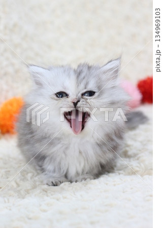 短足ミヌエットの子猫 134969103