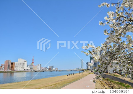 信濃川やすらぎ堤緑地の桜風景 信濃川やすらぎ堤緑地の桜風景 134969194