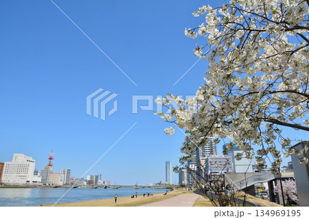 信濃川やすらぎ堤緑地の桜風景 134969195